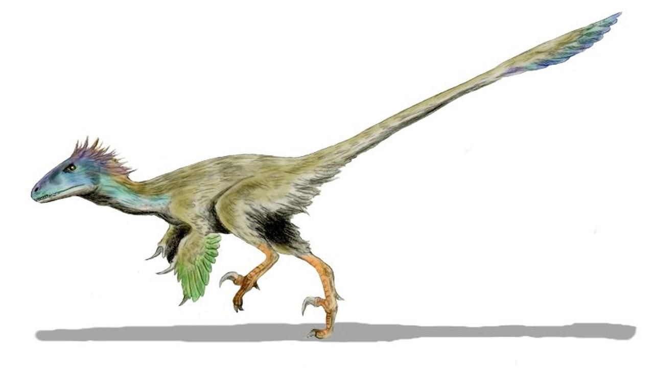 Rasa Sulit Percaya Itu Muncul Saat Aku Adalah Seekor Burung 