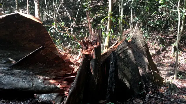 Pohon yang dipotong oleh pelaku pembalakan liar di Abdya (Foto: Walhi Aceh)