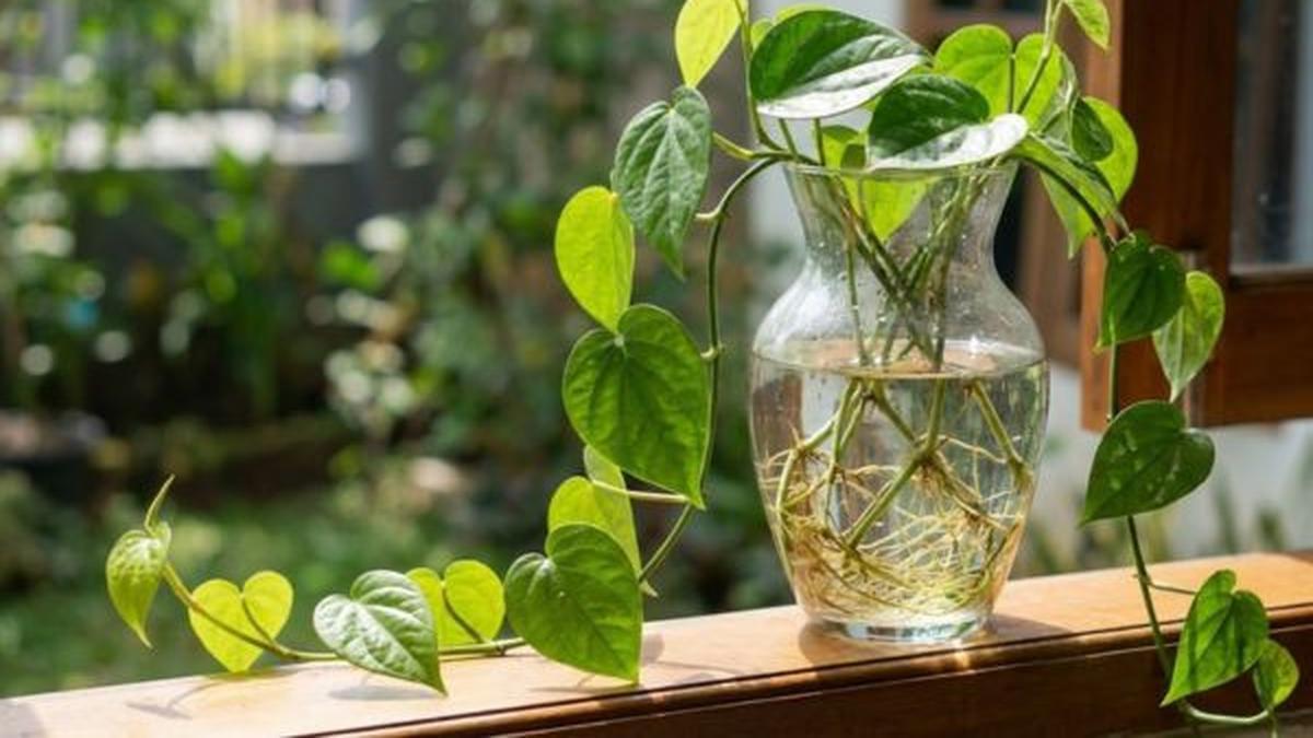 7 Cara Menanam Sirih Rambat di Air, Dijamin Sehat dan Antibusuk
