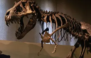Penemuan Jejak Kaki Berukuran 7 Meter Ungkap Cara T-Rex Dewasa Berjalan