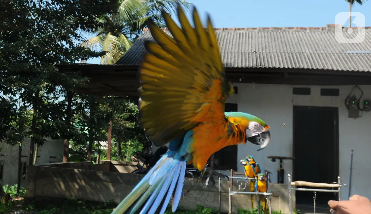 Pelatih Burung Paruh Bengkok Albi (30) melatih burung Blue and Gold Macaw (Ara Ararauna) di sekolah burung miliknya di Cipayung, Depok, Jawa Barat, Selasa (24/5/2022). Untuk biaya pelatihan burung sampai bisa terbang bebas dan kembali ke pemiliknya berkisar 500 ribu untuk jenis paruh bengkok ukuran small. (merdeka.com/Arie Basuki)