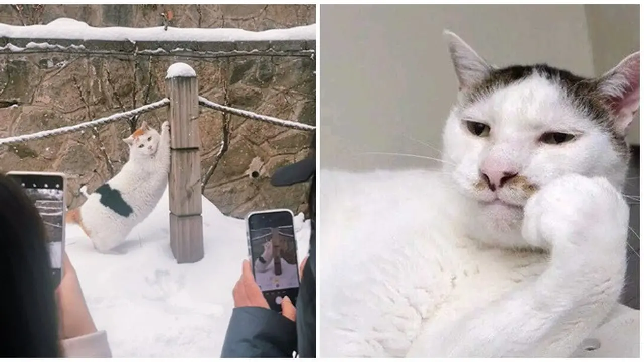 6 Potret Kucing Bergaya Seperti Model Ini Menggemaskan, Lucu Pol