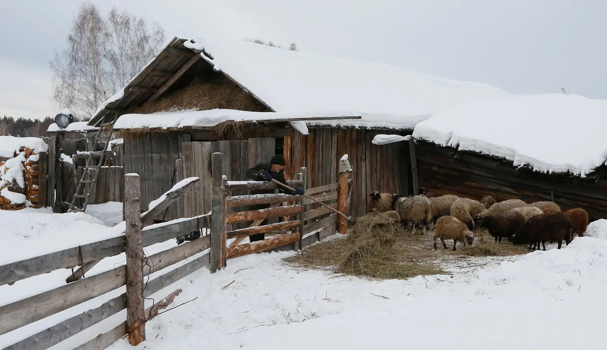 Mikhail Baburin (66) memberi makan domba peliharaannya di halaman belakang rumahnya di desa Mikhailovka di Siberia, 5 Desember 2016. Mikhail Baburin tinggal bersama hewan-hewan lokal di desanya. (REUTERS/Ilya Naymushin)
