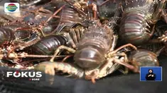 Indonesia memiliki kekayaan perikanan yang berlimpah. Tak terkecuali di Kabupaten Simeulue, Aceh. Hasil lautnya bisa mencapai 13 ribu ton per tahun. Dua jenis hasil laut yang favorit ditakarkan di Simeulue adalah lobster dan ikan kerapu.