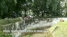 Pelaku pemberi rokok kepada orangutan kini dalam pengejaran pihak kepolisian.