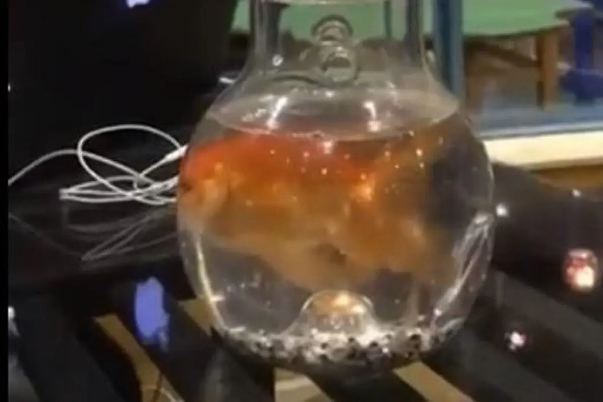 Ikan Mas di Dalam Shisha