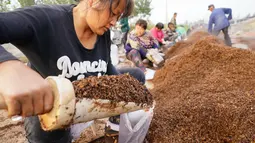 Warga membuat media tanam untuk jamur pangan di Wilayah Luannan, Provinsi Hebei, China utara (7/10/2020). Output tahunan dari berbagai jenis jamur pangan di wilayah tersebut mencapai lebih dari 10 juta kilogram. (Xinhua/Yang Shiyao)