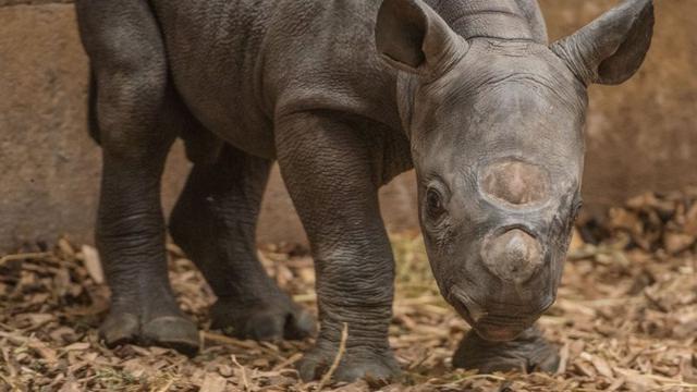 Terancam Punah, Badak Hitam Langka Beri Kejutan Saat Melahirkan