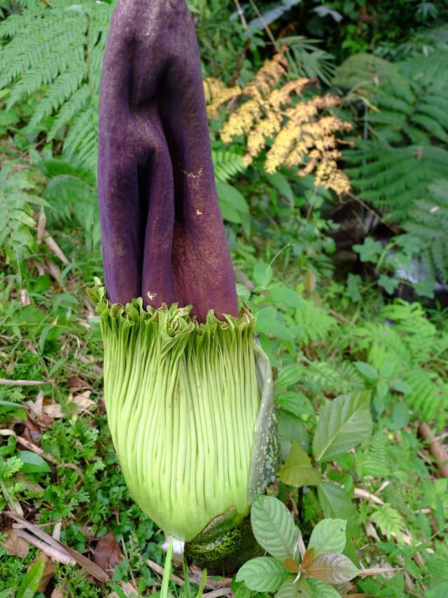 bunga bangkai di Desa Tambunan, Kecamatan Sibolangit, Kabupaten Deli Serdang Sumatera Utara