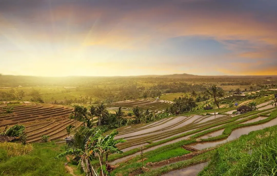 Terasering Jatiluwih, Tabanan, Bali. (Sumber Foto: irishcrotato/Instagram)