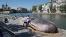 Tim seniman Belgia menuangkan air pada patung  ikan paus besar yang ditampilkan di sepanjang Sungai Seine di Paris, Prancis, (21/7). Kehadiran paus besar ini menjadi pusat perhatian turis dan warga Paris. (AP Photo / Michel Euler)