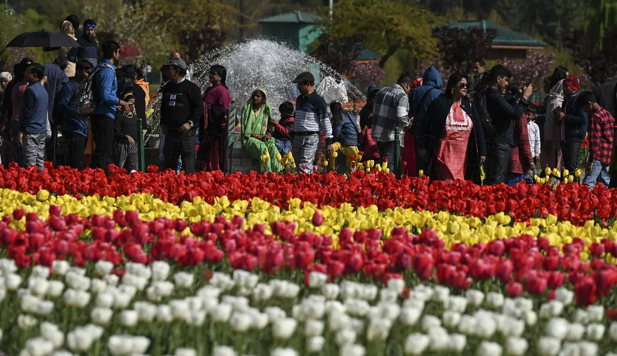 Taman tulip ini memiliki kontur bertingkat pada bidang miring. (Photo by TAUSEEF MUSTAFA / AFP)