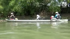 Ikan Arapaima terlihat muncul di Kali Surabaya, Gresik. Warga melakukan perburuan ikan air tawar itu di sepanjang aliran kali.
