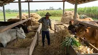 Pakan Sapi Tanpa Ngarit: Praktis, Hemat Biaya dan Efisien untuk Peternak Modern