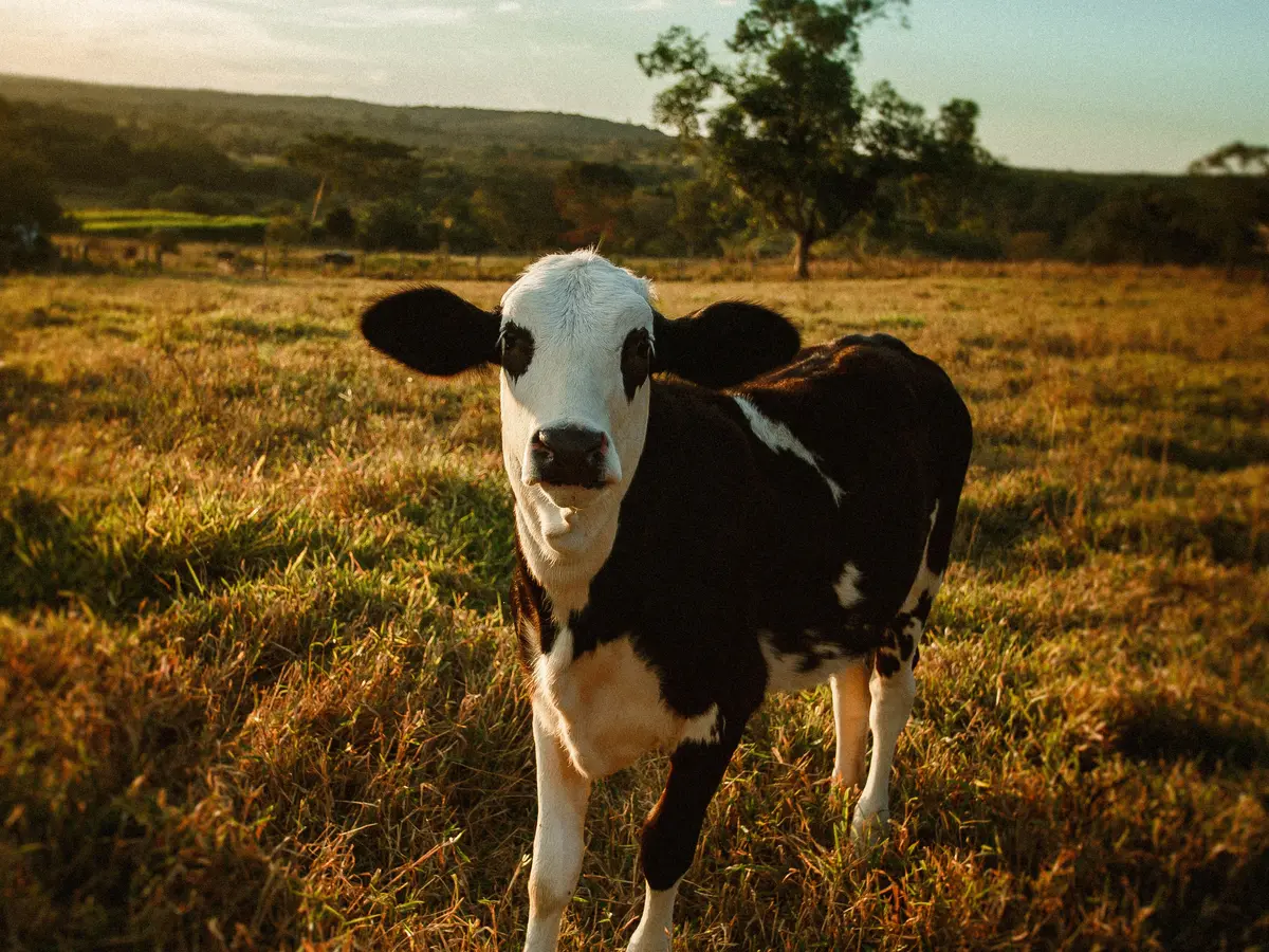 9 Arti Mimpi Dikejar Sapi Yang Berhubungan Dengan Kabar Baik - Lifestyle  Fimela.com