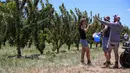 Orang-orang memetik ceri di sebuah kebun buah di Young, Negara Bagian New South Wales, Australia, 12 Desember 2020. Buah ceri menjadi favorit warga Australia didorong oleh kemudahan akses ke produk yang murah dan berkualitas tinggi. (Xinhua/Bai Xuefei)