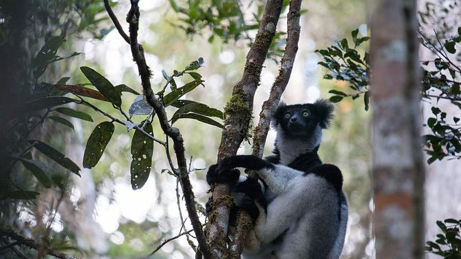 Lemur spesies Indri indri (wikimedia commons)