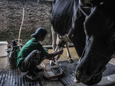 Pekerja saat menyelesaikan pemerahan susu sapi di peternakan Mahesa Perkasa, Depok, Jawa Barat, Minggu (28/3/2021). Permintaan susu sapi perah di masa pandemi Covid-19 masih stabil, namun terkendala harga pakan yang mengalami kenaikan akibat kelangkaan bahan baku. (merdeka.com/Iqbal S. Nugroho)