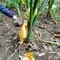 Penemuan tengkorak manusia di sebuah kebun, di Kampung Ciburuy, Desa Kubang Jaya, Kecamatan Petir, Serang, Banten, membuat geger warga. (Liputan6.com/ Yandhi Deslatama)
