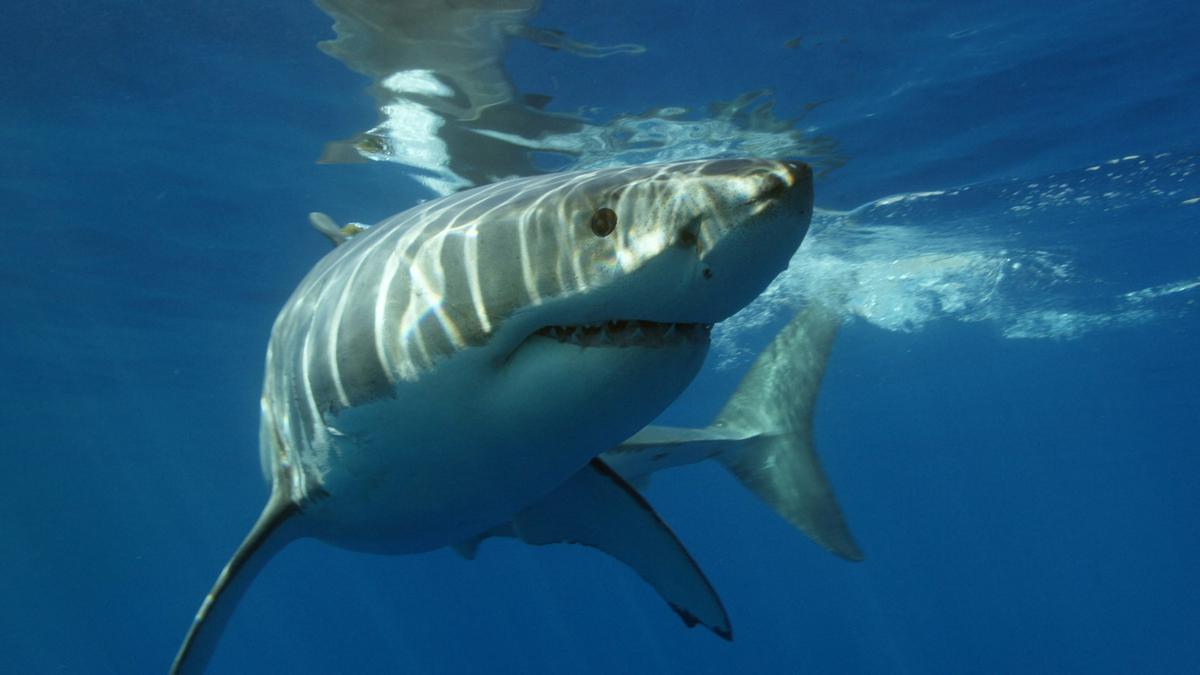 Berita shark speices Hari Ini - Kabar Terbaru Terkini | Liputan6.com