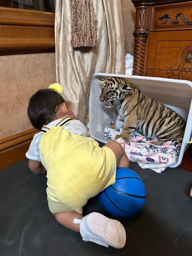 Ria Ricis dan Moana main bareng harimau Alshad Ahmad (Foto: instagram riaricis1795)
