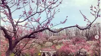 Festival mekarnya bunga plum yang berada di Sapporo, Hokkaido. (dok. Instagram @ron.375/https://www.instagram.com/p/Bi6Ldogg4FX/Esther Novita Inochi)