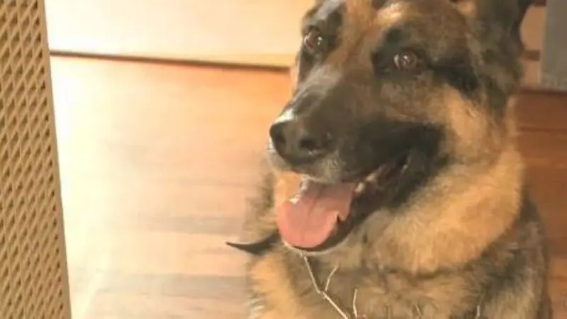 Max, anjing German Shepherd yang menyelamatkan tuannya. (Foto: CBS Local)