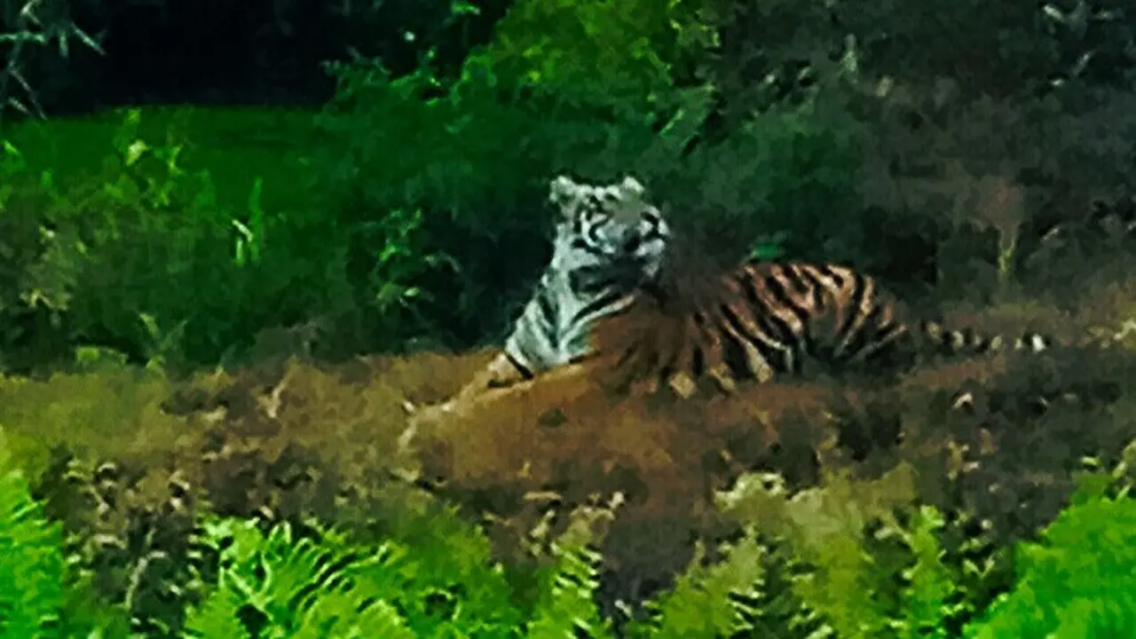 Harimau Sumatra yang pernah terpotret petugas BBKSDA Riau di perkebunan masyarakat.