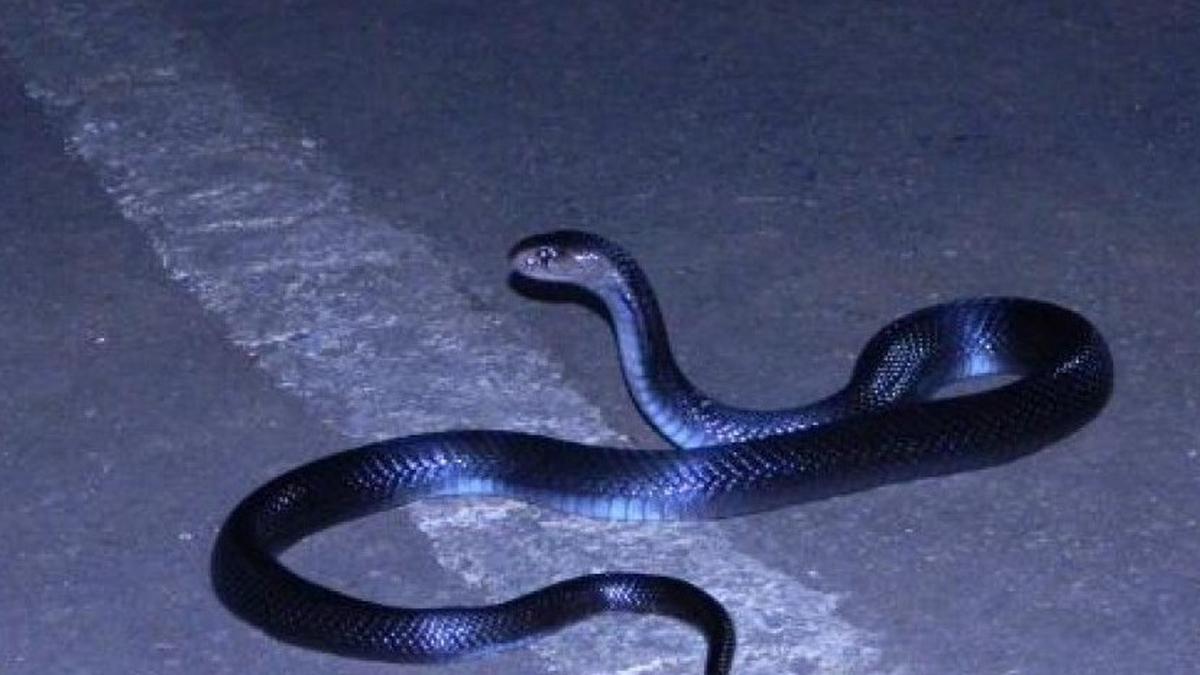 7 Aroma Rumah yang Justru Mengundang Ular, Periksa Hunianmu Sekarang