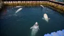 Sejumlah paus beluga berenang dalam fasilitas penampungan di Primorsky, Rusia, Minggu (7/4). Sebanyak 11 orca atau paus pembunuh dan 87 beluga atau paus kepala melon ditampung di fasilitas ini. (Press Service of Administration of Primorsky Krai/Alexander Safronov/Handout via Reuters)