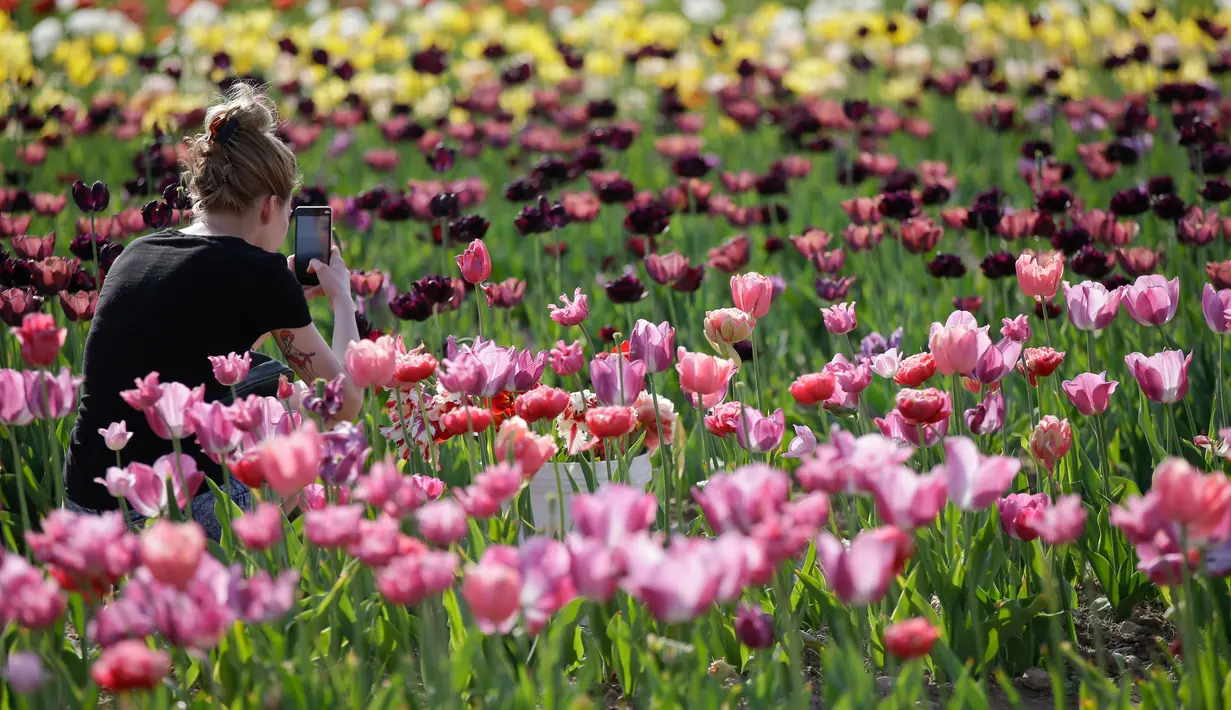 Pengunjung mengambil gambar bunga tulip yang merekah di taman bunga tulip pertama di Cornaredo, dekat Milan, Senin (23/4). Pasangan Belanda, Edwin Koeman dan Nitsuje Wolanios menanam 350.000 tangkai dari 72 varietas berbeda di lahan itu. (AP/Luca Bruno)