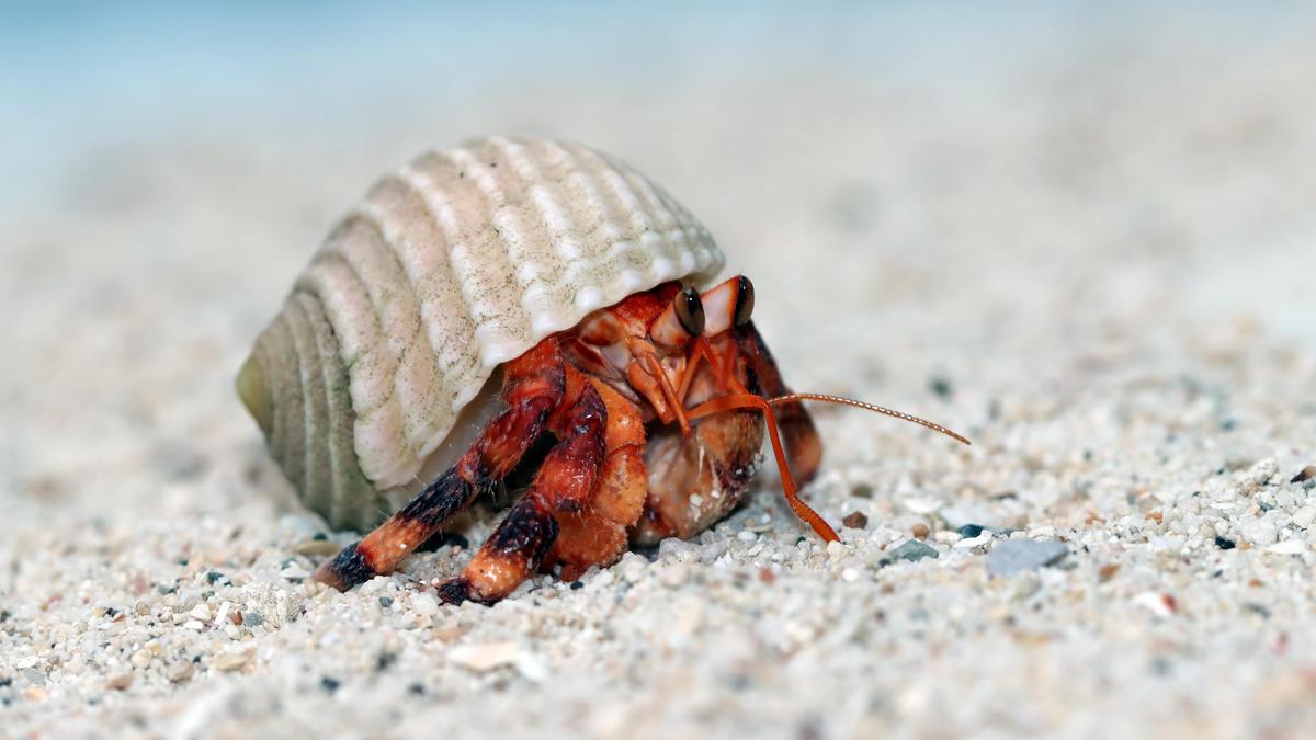 Tak Hanya Imut, Kelomang Punya Peran Jadi Indikator Kesehatan Lingkungan Laut