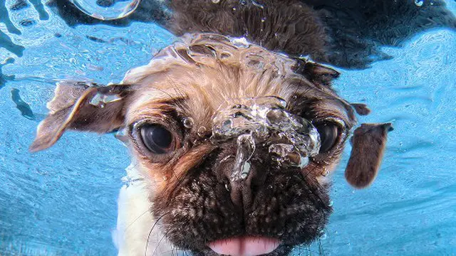 Potret Anak Anjing Lucu Belajar Berenang Mencuri Hati