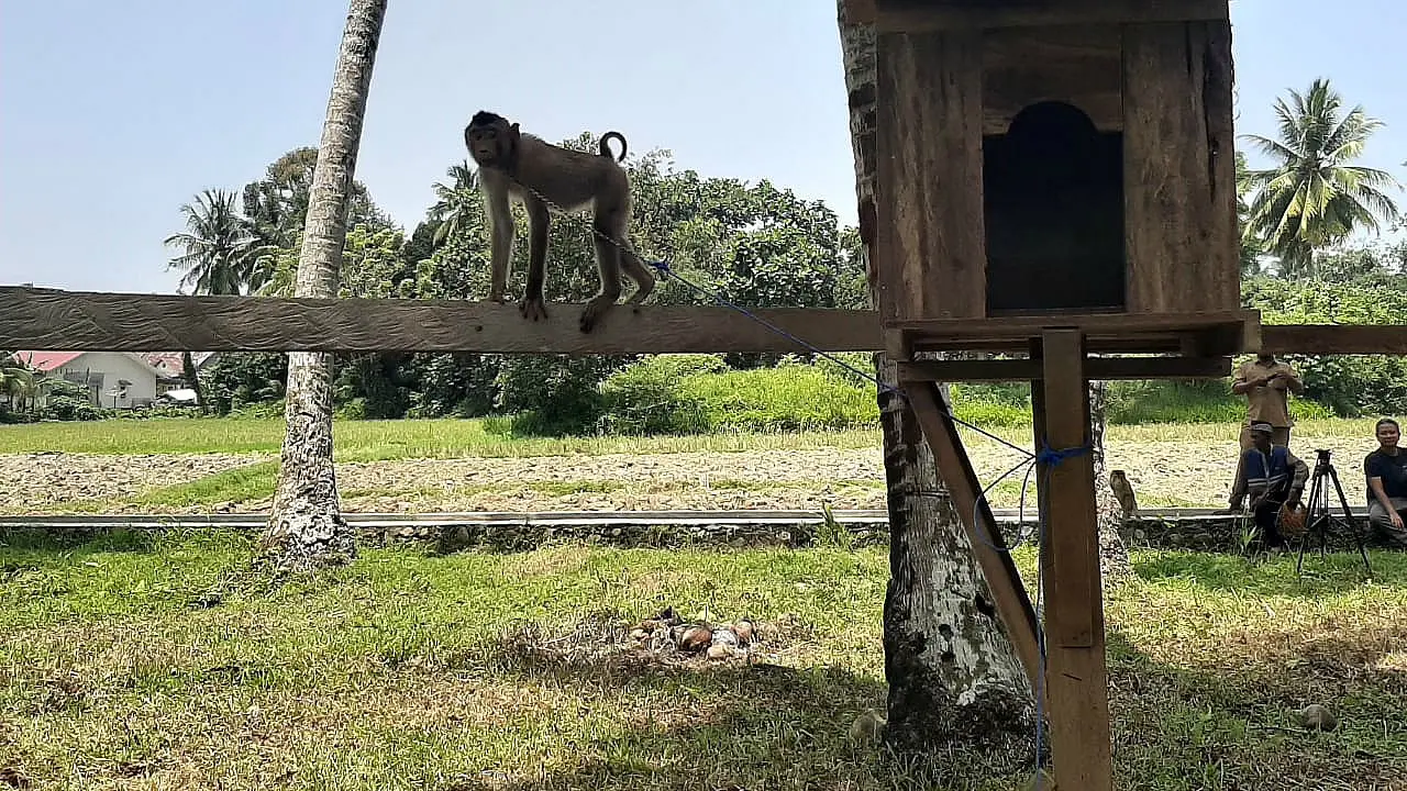 Sekolah Tinggi Ilmu Beruk (STIB) di Desa Apar, Kecamatan Pariaman Timur, Kota Pariaman, Provinsi Sumatera Barat (Liputan6.com/Ist).