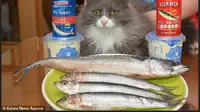 Munchkin alergi terhadap ikan dan makanan olahan untuk kucing. 