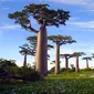 Adansonia digitata atau lebih dikenal dengan nama pohon Baobab dapat ditemukan di Madagaskar, Afrika, dan Australia. Pohon yang sering dijuluki sebagai pohon botol ini memiliki masa hidup hingga lebih dari 1.000 tahun. (superfoodsandsupershakes.com)