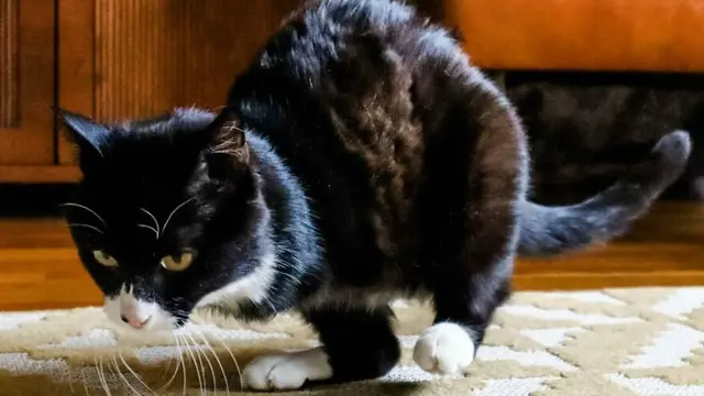 Rexie Roo, kucing penyandang disabilitas