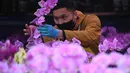 Seorang pedagang menata bunga pada hari pembukaan pasar bunga di Hong Kong (16/1/2023). Tahun Baru Imlek tahun ini jatuh pada tanggal 22 Januari 2023. (AFP/Peter Parks)