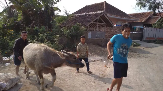Warga Garut Makin Banyak yang Beralih ke Kurban Kerbau