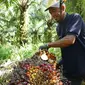 Petani mengangkut hasil panen tandan buah segar kelapa sawit. (Foto: PT Austindo Nusantara Jaya Tbk/ANJT)