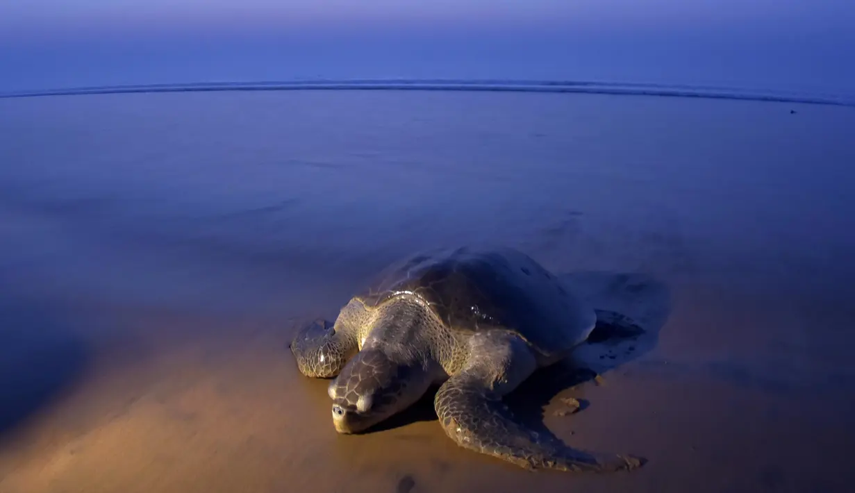 Seekor Penyu Hijau (Olive Ridley) tiba di Pantai Rushikulya, India, Kamis (16/2). Kedatangan ribuan penyu hijau ke Pantai Rushikulya untuk meletakkan telur-telur mereka. (AFP PHOTO / ASIT KUMAR)