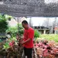 Aang Holis bisnis tanaman hias jenis aglonema (Dok. Pribadi)