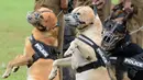 Anjing polisi siap melakukan atraksi saat demonstrasi perayaan ulang tahun polisi Sri Lanka ke-151 di Kolombo (7/9). (AFP Photo/Lakruwan Wanniarachchi)