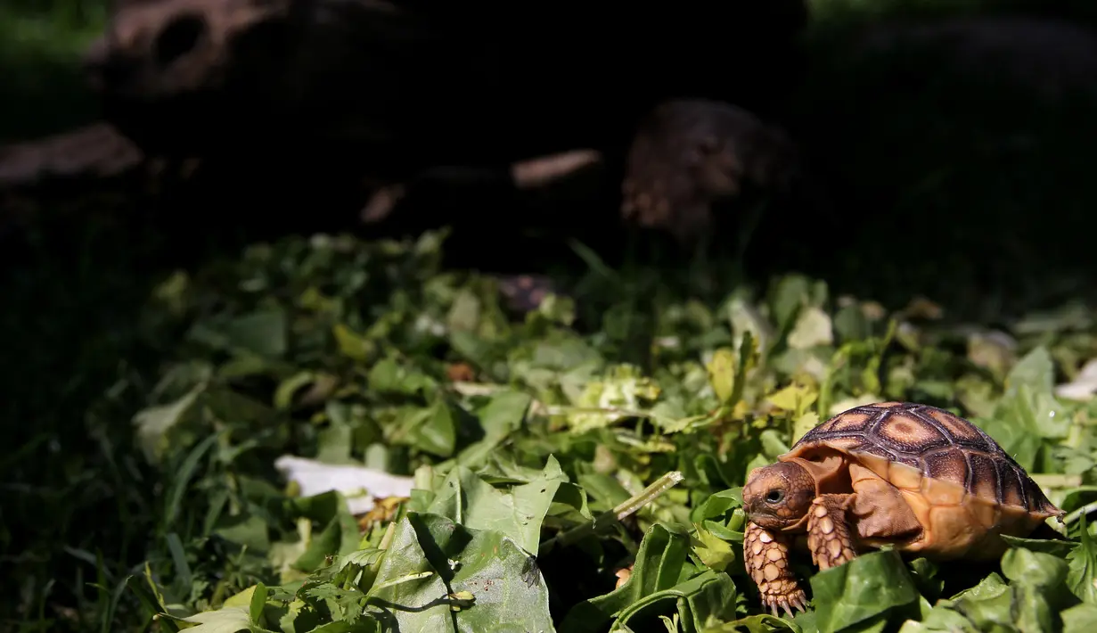 Seekor kura-kura Afrika yang baru lahir (Centrochelys Sulcata) berjalan di rumput di kebun binatang, Guadalajara, negara bagian Jalisco, Meksiko (17/5). (AFP Photo/Ulises Ruiz)