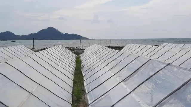 Tambak garam di Leupung yang dituding tak berjalan (Liputan6.com/Rino Abonita)