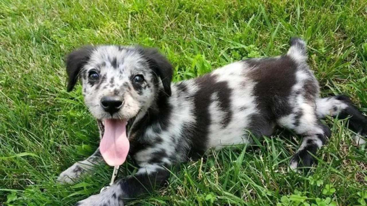 Para Anjing Ini Bakal Menceriakanmu Sebelum Memulai Aktivitas