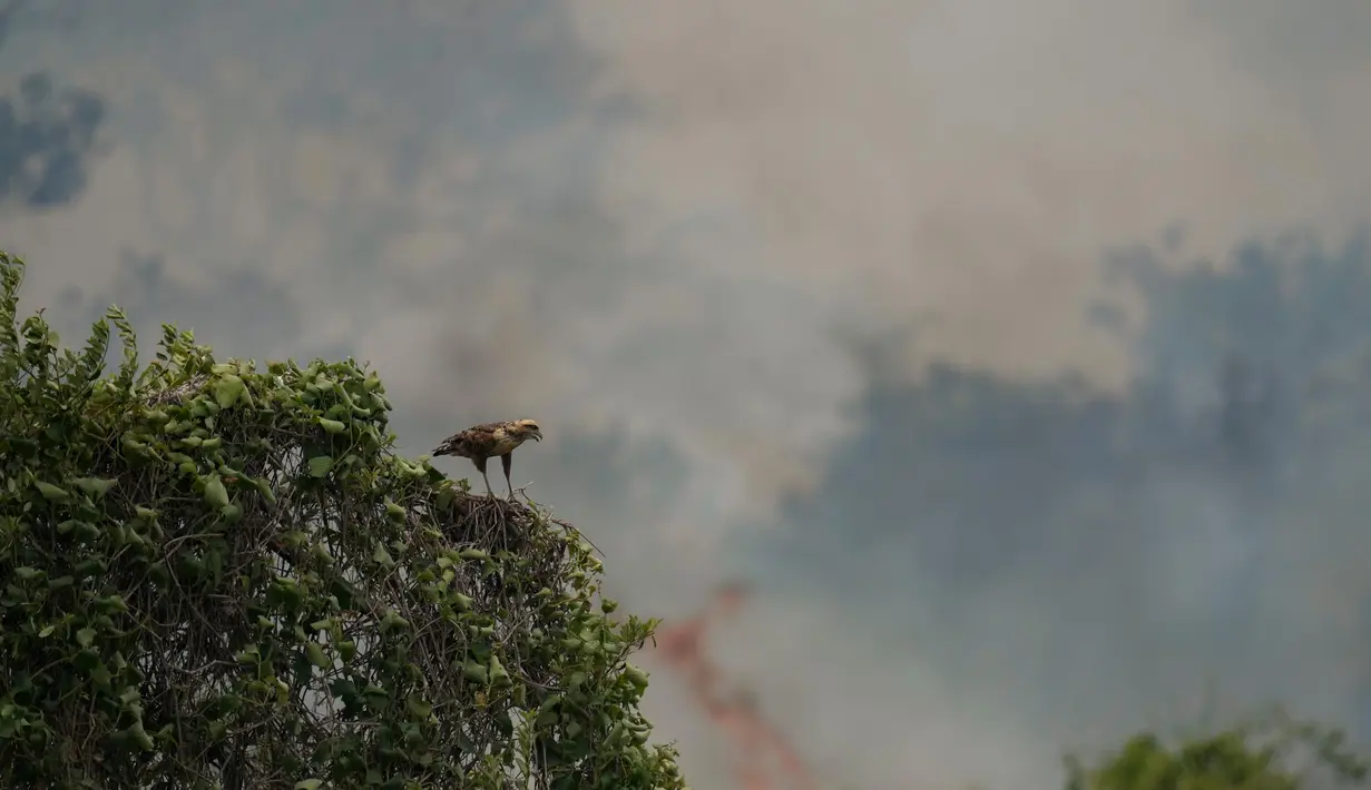 Seekor elang bertengger di sarangnya di area dekat Transpantaneira, negara bagian Mato Grosso, Brasil, Kamis, 16 November 2023. (AP Photo/Andre Penner)