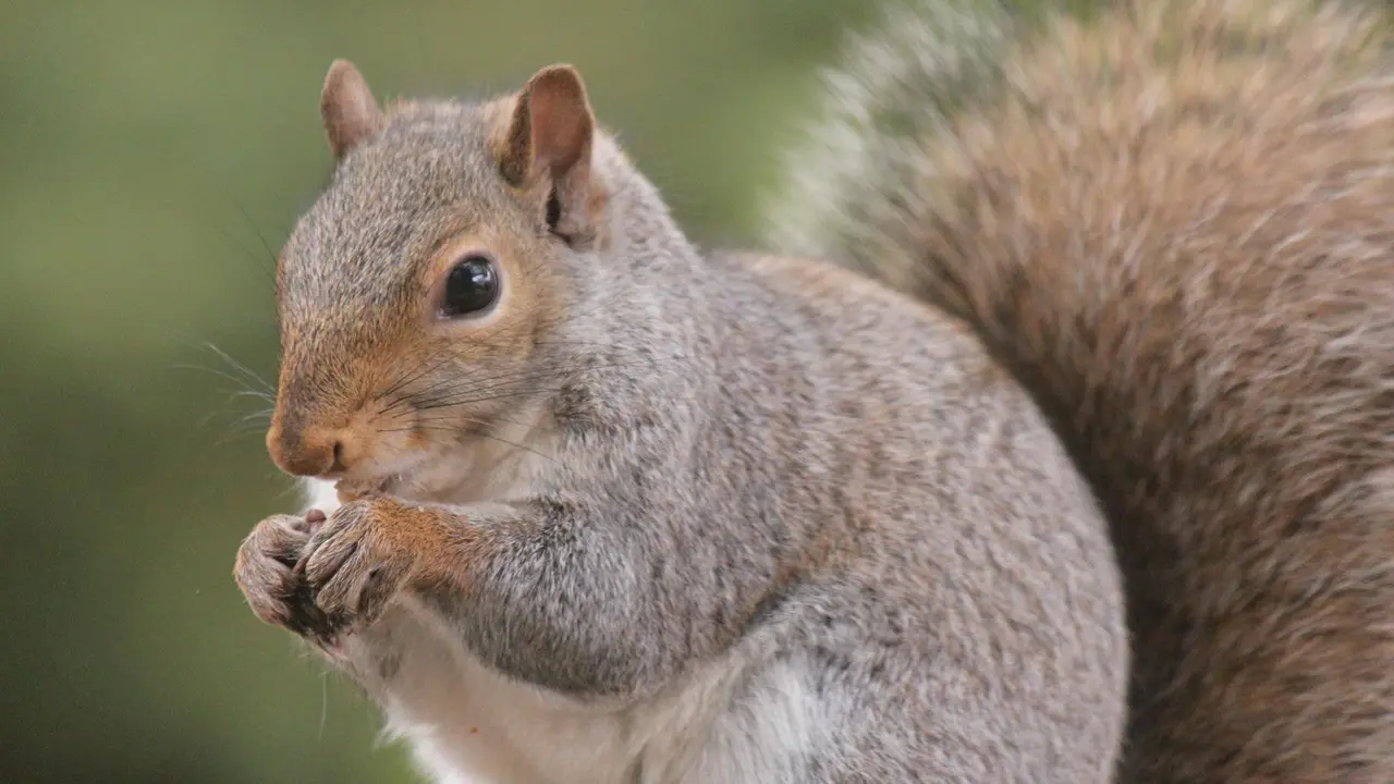 Squirrel