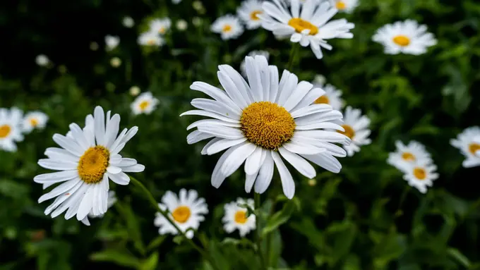 Chamomile