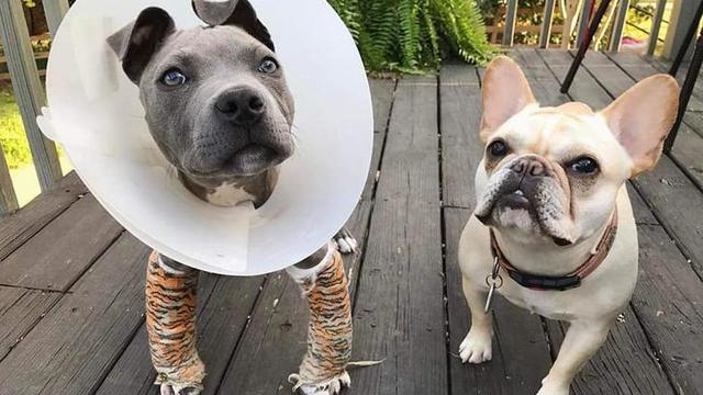 Hugo, anak anjing yang memiliki swimmer puppy syndrome.